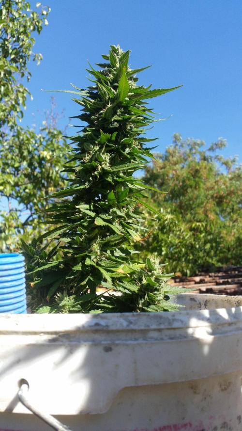 3 autoflower. Week 9