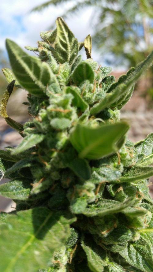 3 autoflower. Week 10