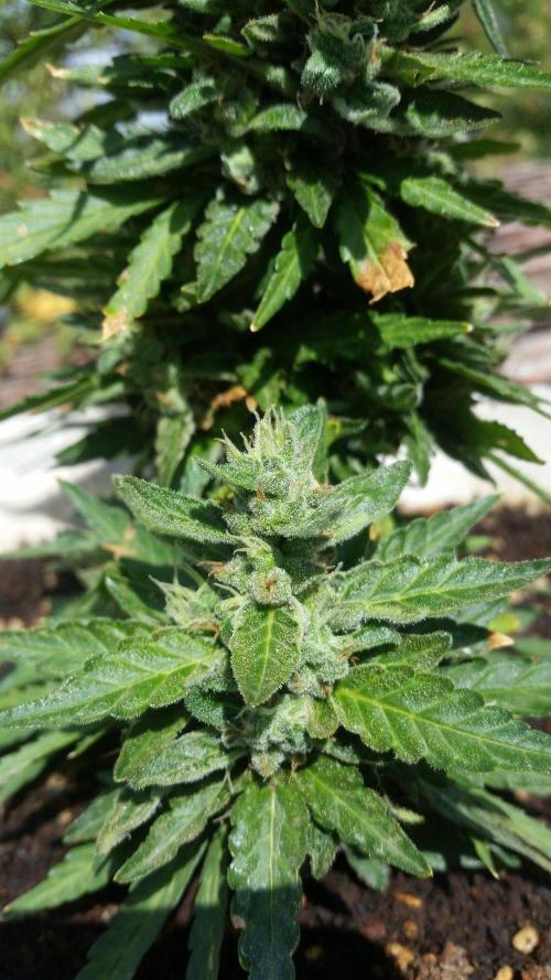 3 autoflower. Week 10