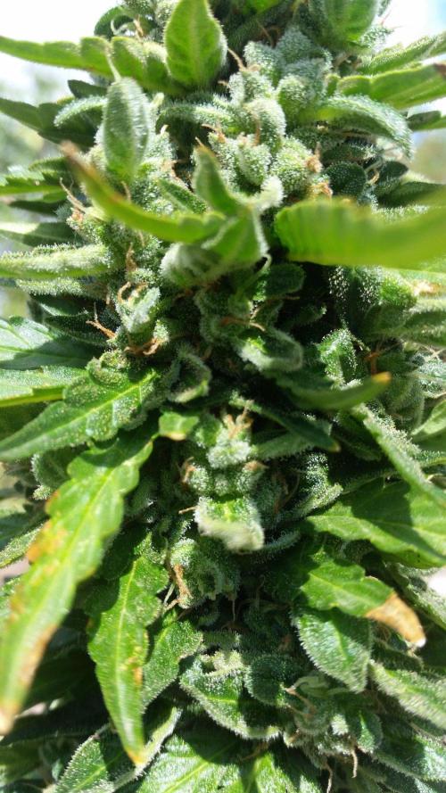 3 autoflower. Week 10