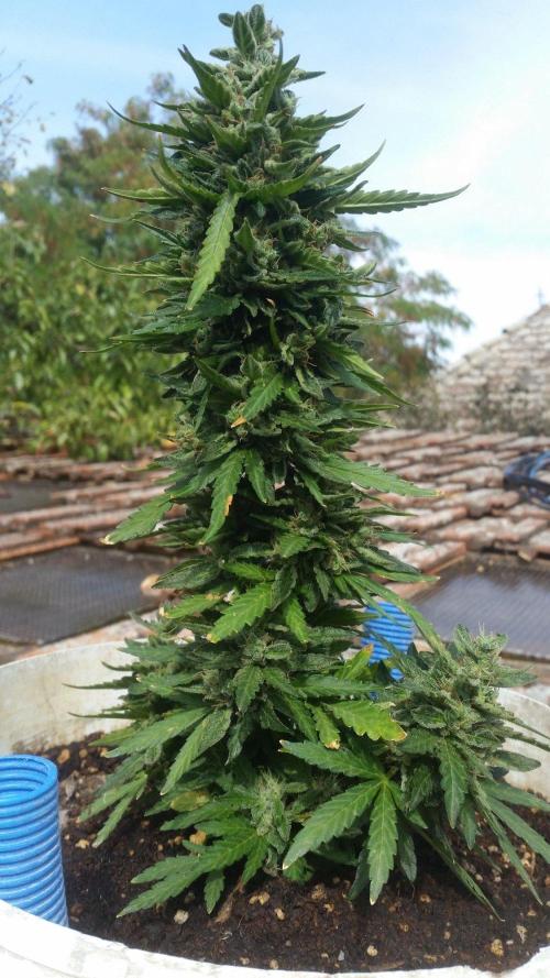 3 autoflower. Week 10