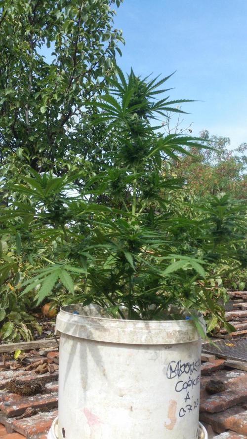 3 autoflower. Week 10