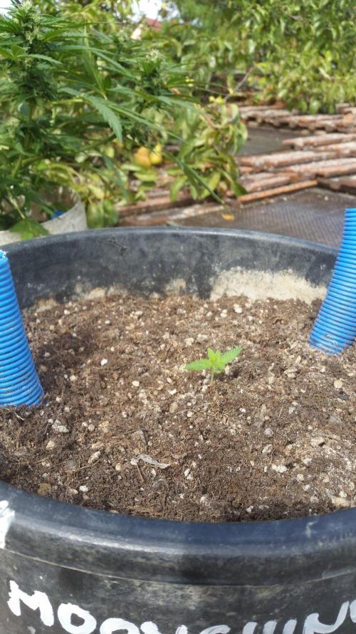 Godfather Og auto az első lehullott mag. Week 2
