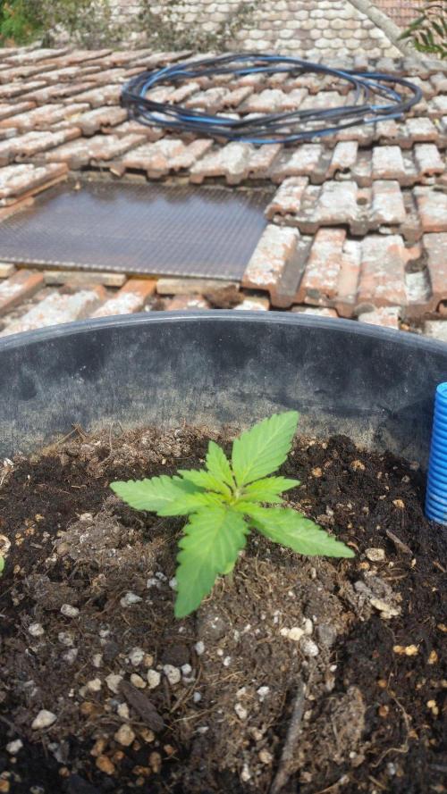 Godfather Og auto az első lehullott mag. Week 2