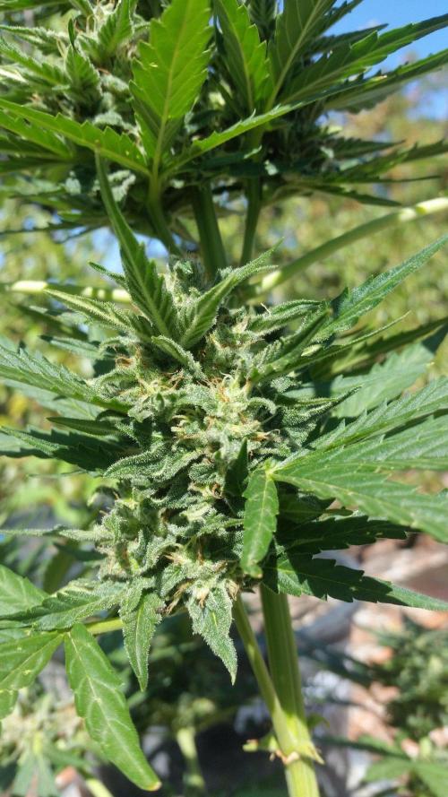 3 autoflower. Week 11