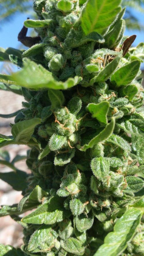 3 autoflower. Week 11
