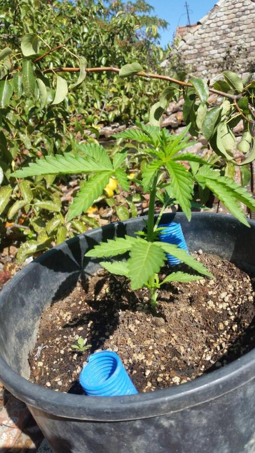 Godfather Og auto az első lehullott mag. Week 3