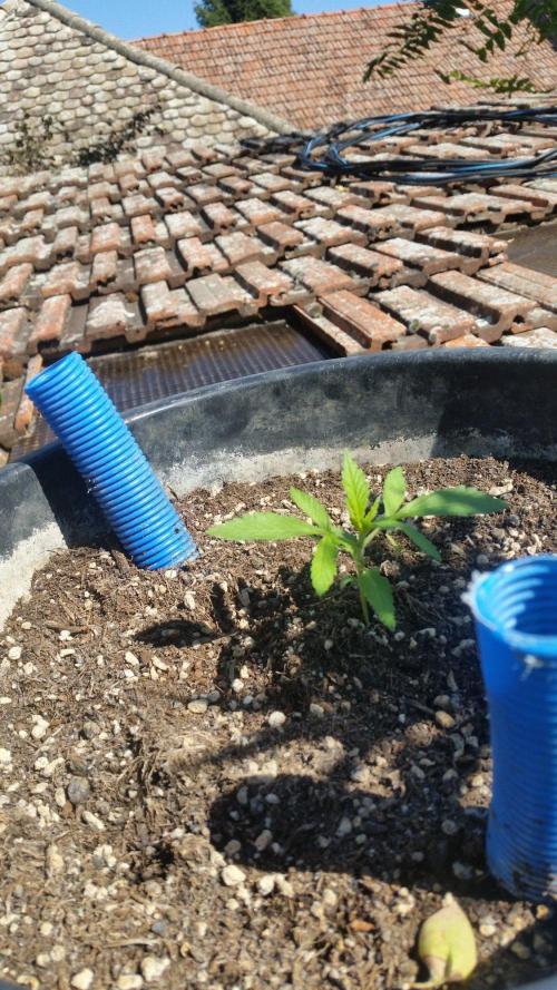 Godfather Og auto az első lehullott mag. Week 3