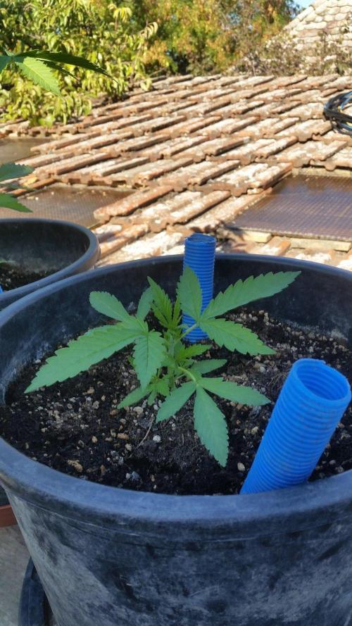 Godfather Og auto az első lehullott mag. Week 4 - nem bánnám, ha a fiú lenne..