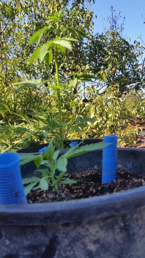 Godfather Og auto az első lehullott mag. Week 4