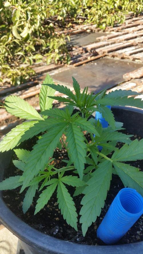 Godfather Og auto az első lehullott mag. Week 5