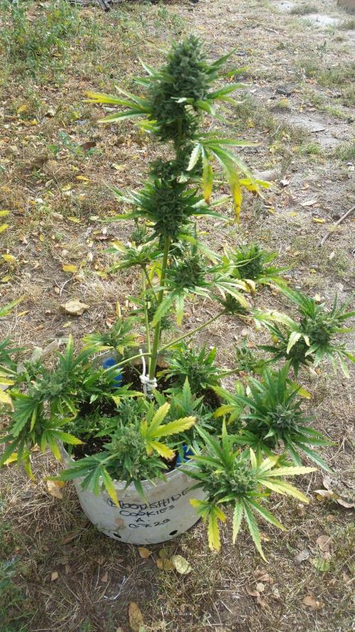 3 autoflower. Week 15 - Moonshine Cookies autoflower 13 hét