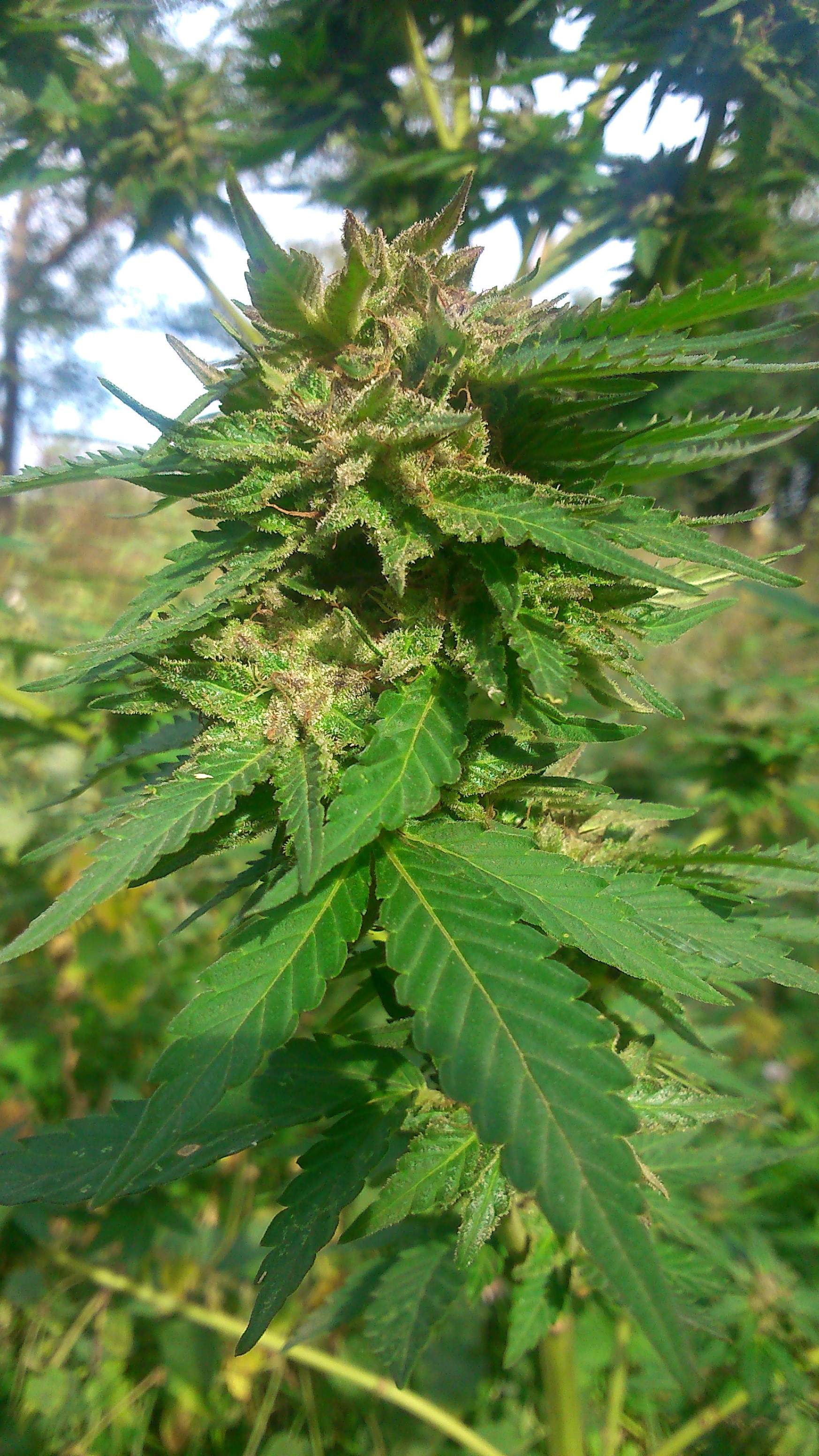 Weedseedsexpress Gorilla Glue autoflower seeds grow