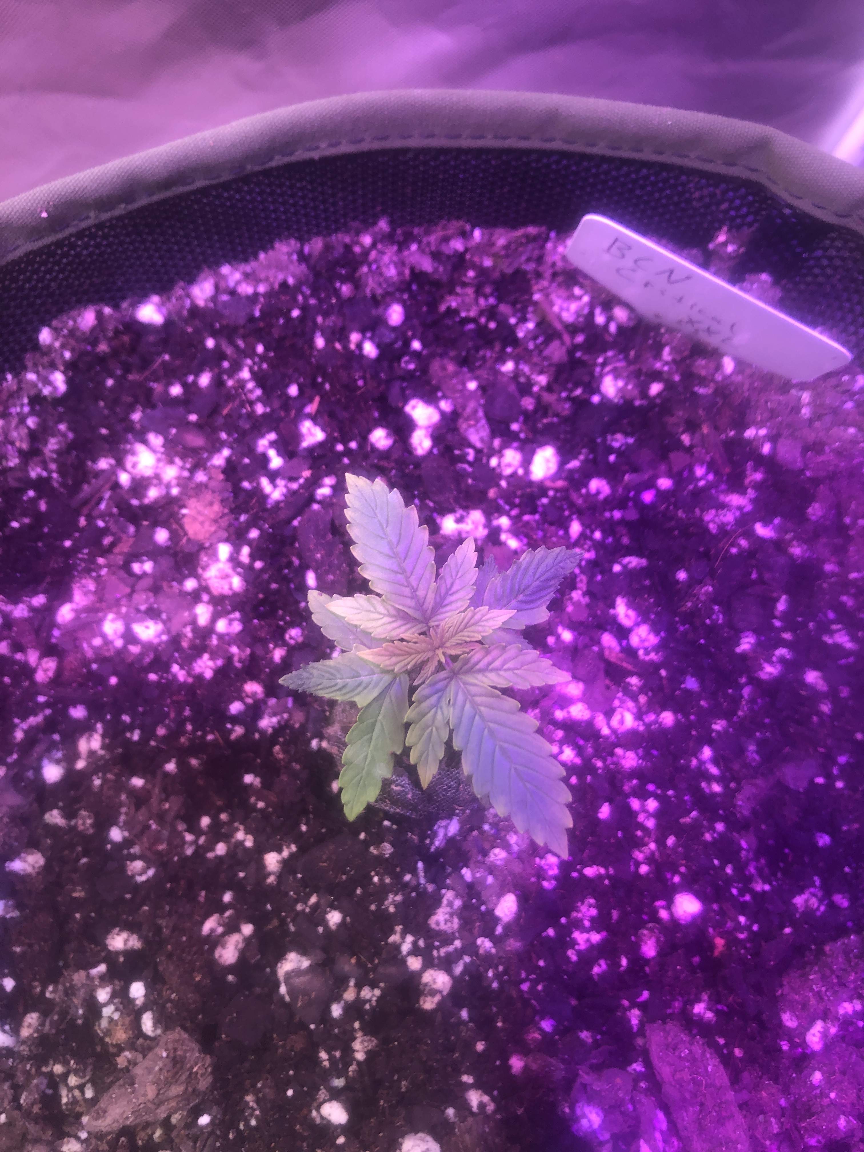 Seedstockers Candy Dawg Auto, Seedstockers BCN Critical XXL Autoflower