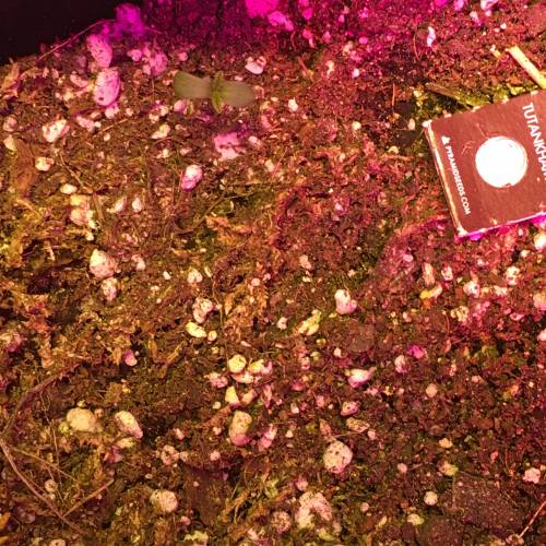 King Tut. Week 1 - Feb 12 - Sprouted