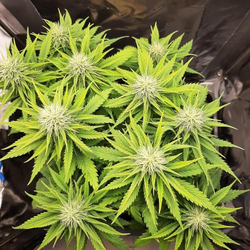 Mademoiselle Grosbourgeons. Week 8