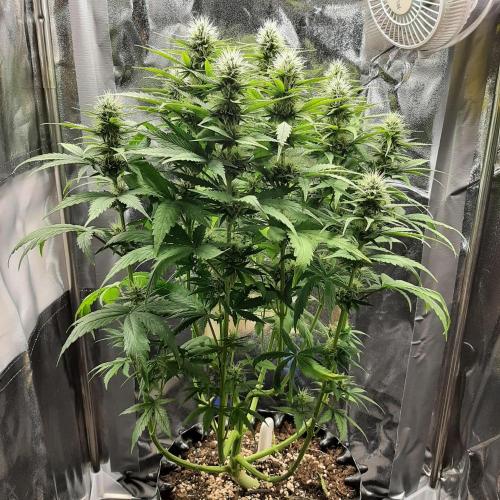 Mademoiselle Grosbourgeons. Week 8