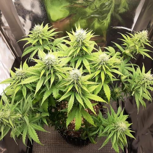 Mademoiselle Grosbourgeons. Week 8