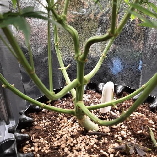 Mademoiselle Grosbourgeons. Week 8