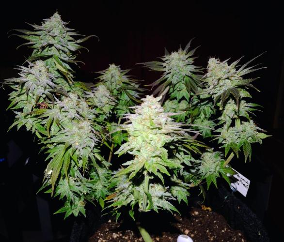 Sainte Fernande du citron pressé. Week 13