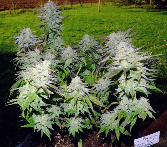 Sainte Fernande du citron pressé. Week 13