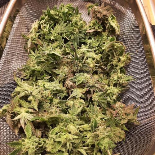 Sainte Fernande du citron pressé. Week 13