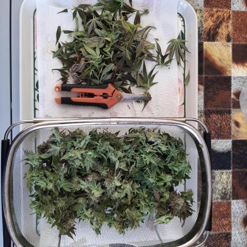 Sainte Fernande du citron pressé. Week 13