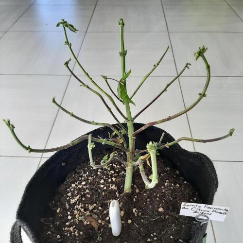 Sainte Fernande du citron pressé. Week 13