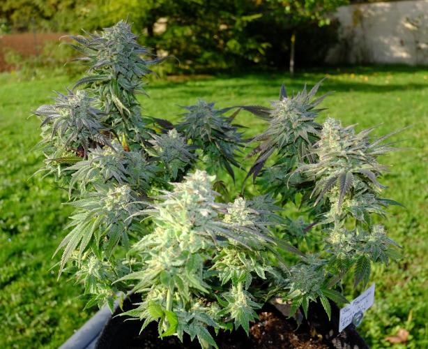 Sainte Fernande du citron pressé. Week 13