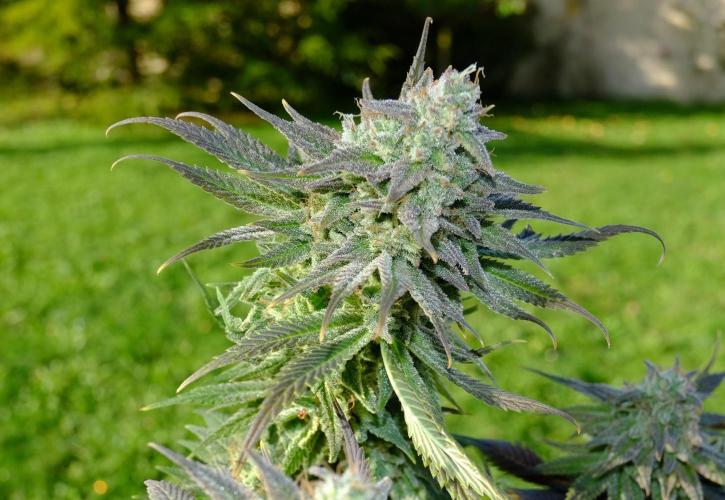 Sainte Fernande du citron pressé. Week 13