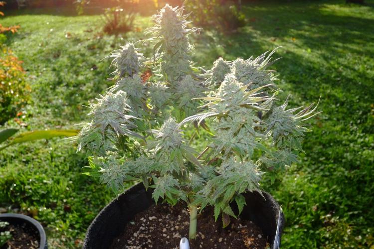 Sainte Fernande du citron pressé. Week 13