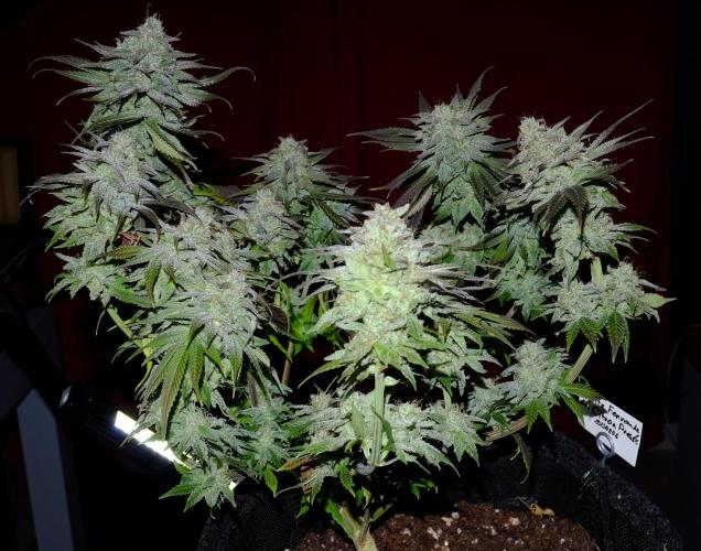 Sainte Fernande du citron pressé. Week 13