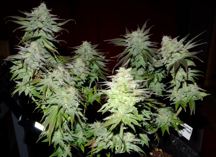 Sainte Fernande du citron pressé. Week 13