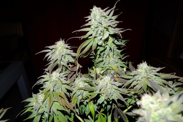 Sainte Fernande du citron pressé. Week 13