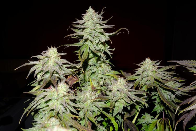 Sainte Fernande du citron pressé. Week 13