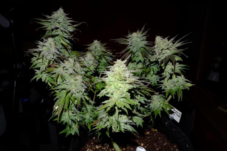 Sainte Fernande du citron pressé. Week 13