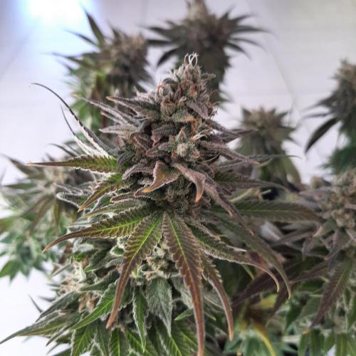 Sainte Fernande du citron pressé. Week 13