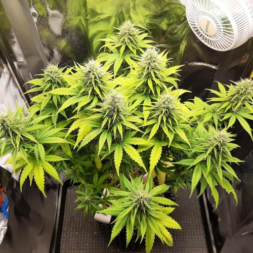 Mademoiselle Grosbourgeons. Week 9