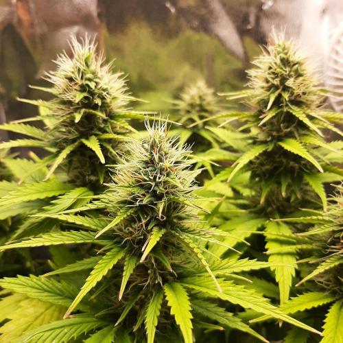 Mademoiselle Grosbourgeons. Week 9