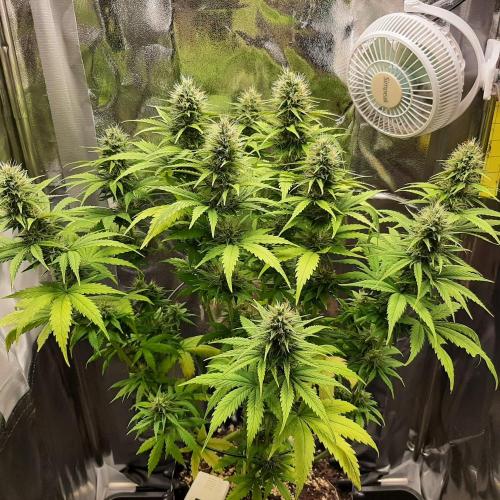 Mademoiselle Grosbourgeons. Week 9