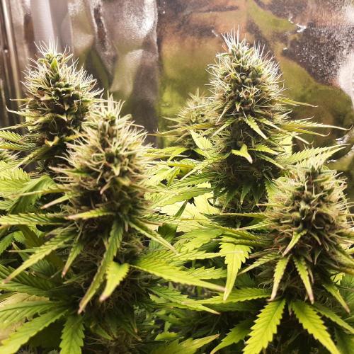 Mademoiselle Grosbourgeons. Week 10