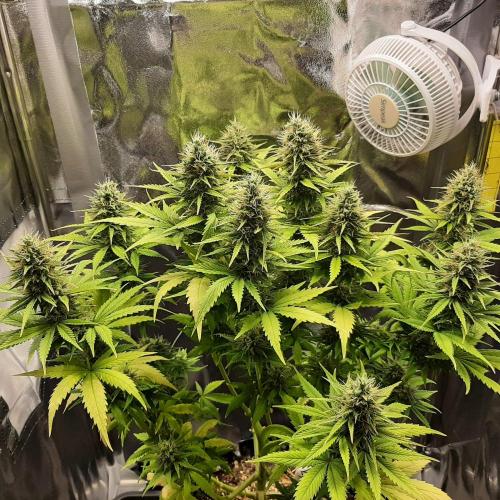 Mademoiselle Grosbourgeons. Week 10