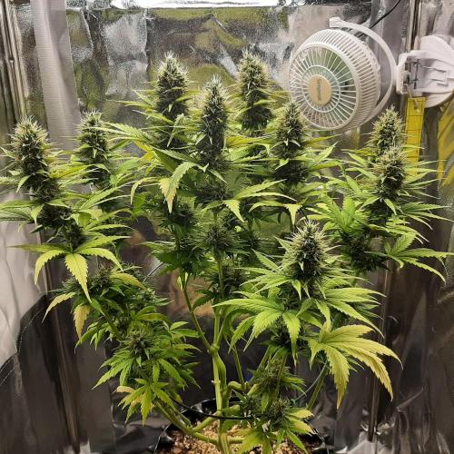 Mademoiselle Grosbourgeons. Week 10