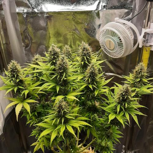 Mademoiselle Grosbourgeons. Week 11