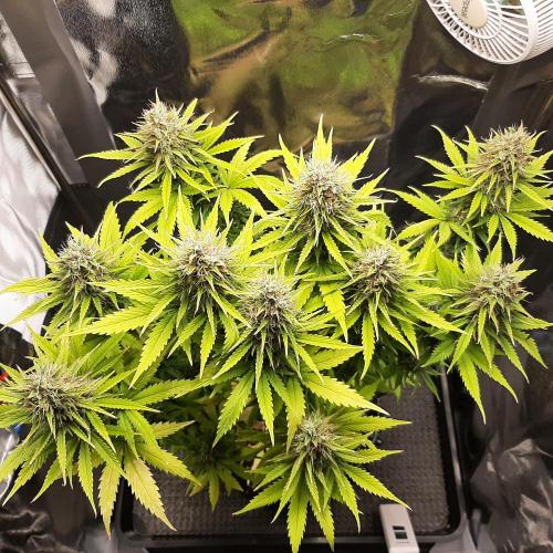 Mademoiselle Grosbourgeons. Week 11