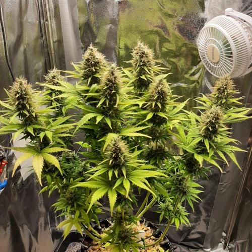 Mademoiselle Grosbourgeons. Week 11