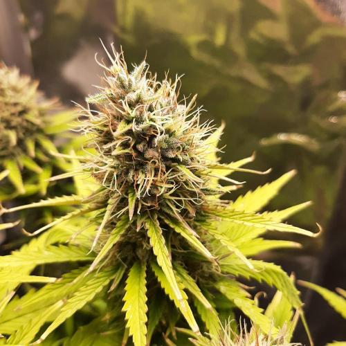 Mademoiselle Grosbourgeons. Week 11