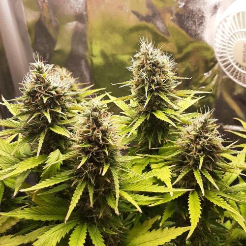 Mademoiselle Grosbourgeons. Week 11