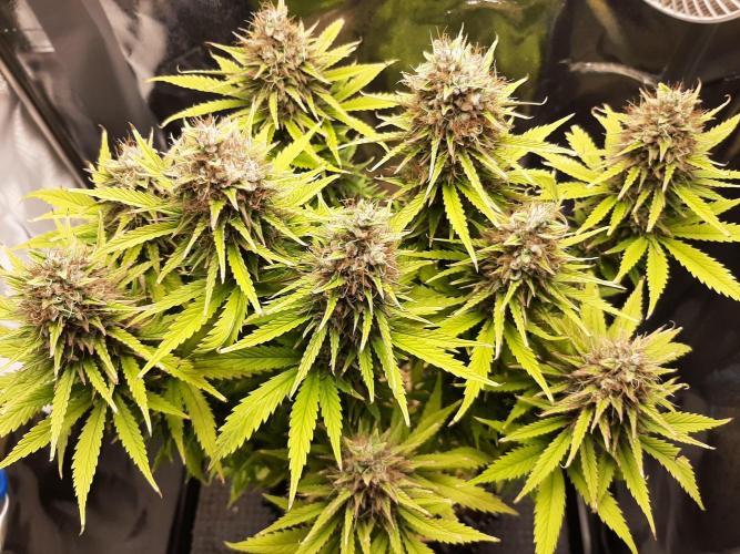 Mademoiselle Grosbourgeons. Week 12