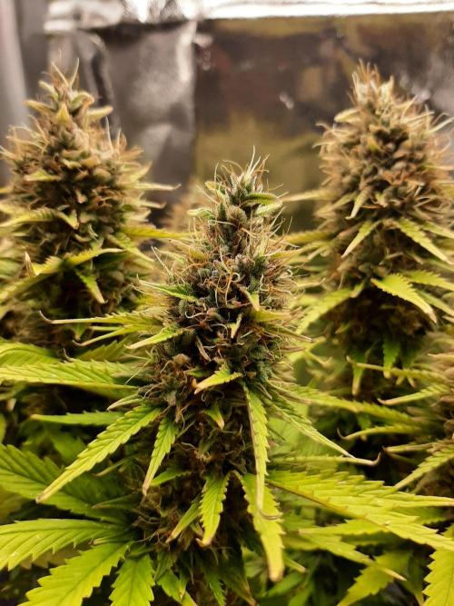 Mademoiselle Grosbourgeons. Week 12